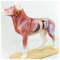 VETERINÁRIO POR ATACADO MODELO 12005 Modelos Anatômicos Anaimal Modelo de acupuntura canina